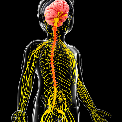 vagus nerven Vagus nerven og kroppens hukommelse